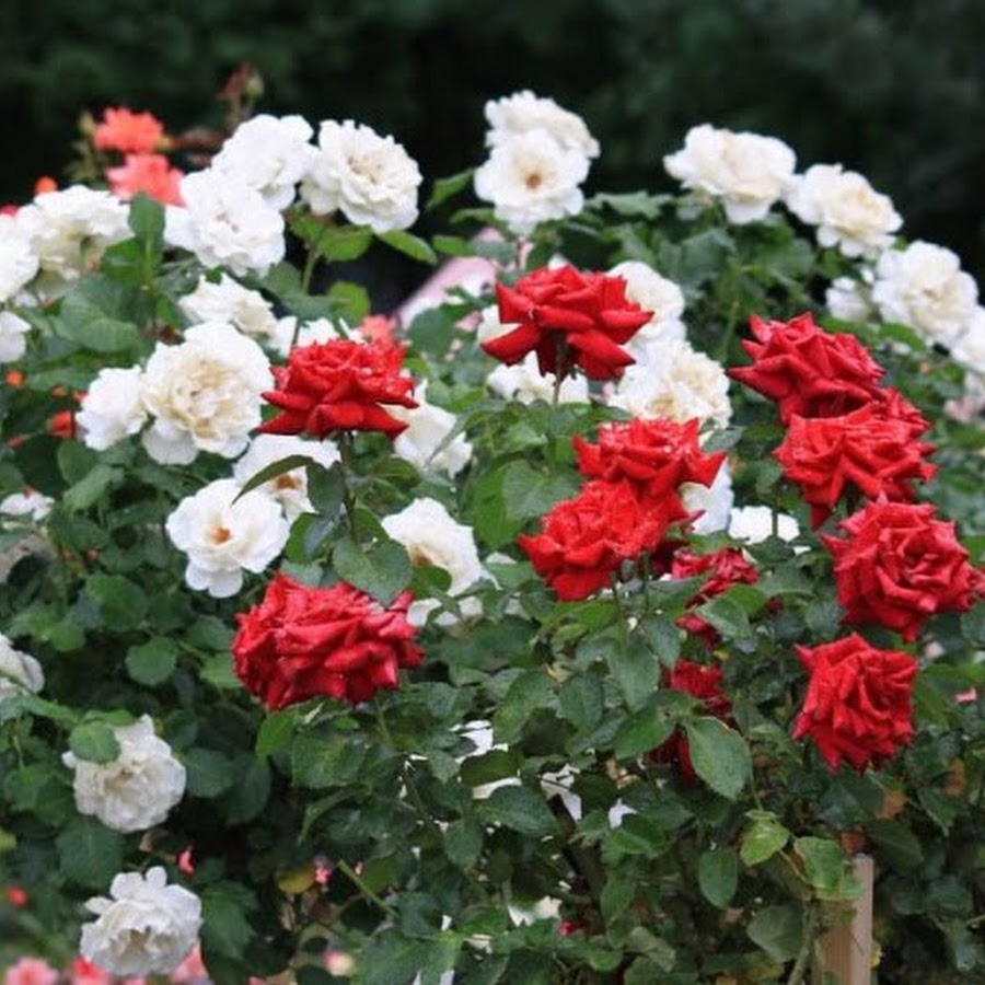 Розы фокина. Питомник роз татьяны чех. Татьяна чех розы. Питомник роз татьяны чех. Розы от татьяны максимовской.