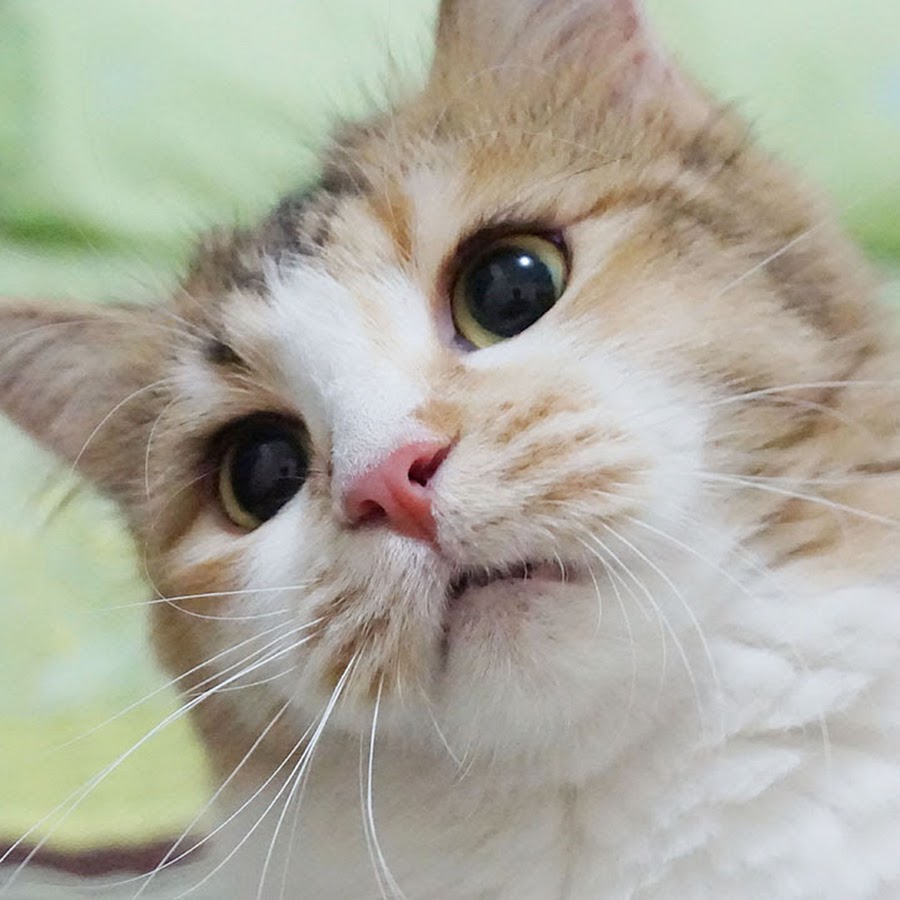 MewPawmily Keluarga Kucing Indonesia YouTube MewPawmily Keluarga Kucing Indonesia YouTube