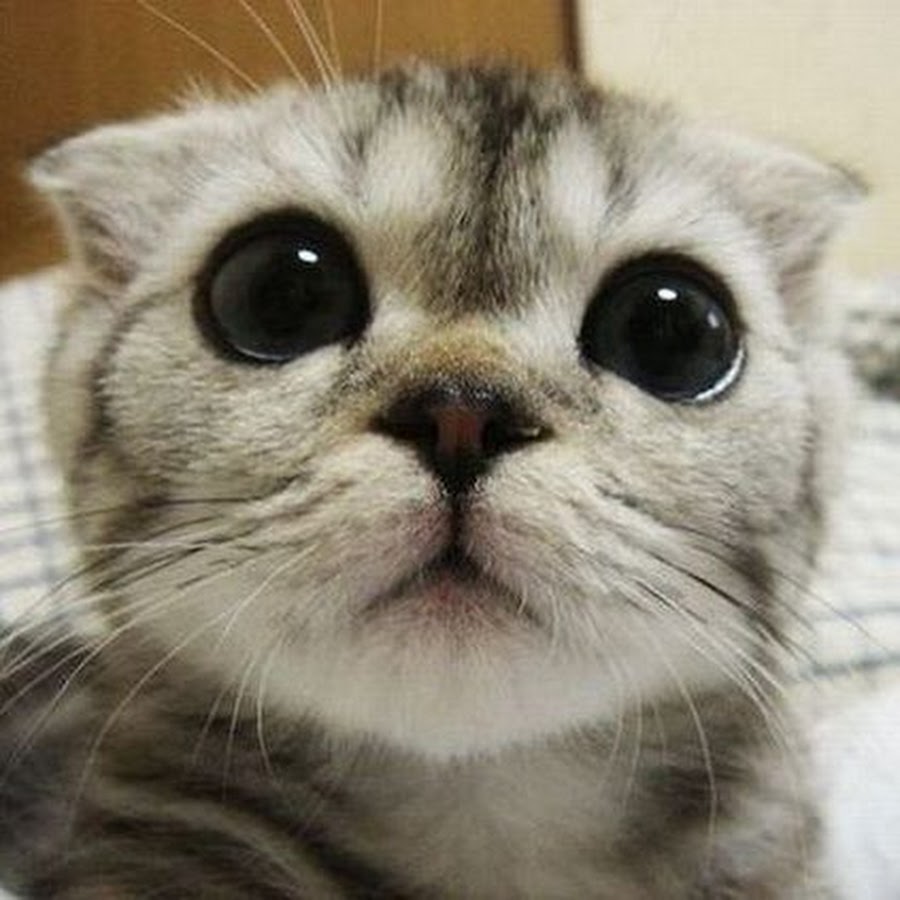 The CatMan - YouTube