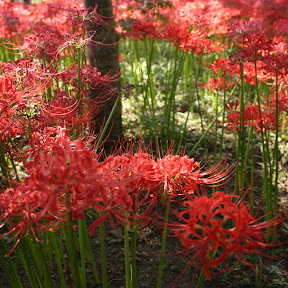 ��ä� YOCCI YouTube