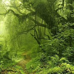 Jungle !