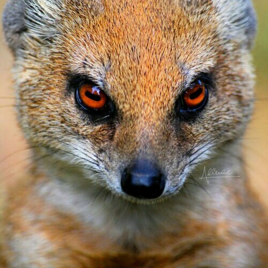 gutter snipe YouTube