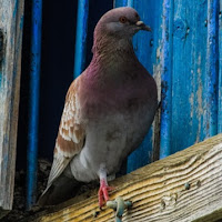 Merpati Lovers Youtube Channel Statistics And Analytics