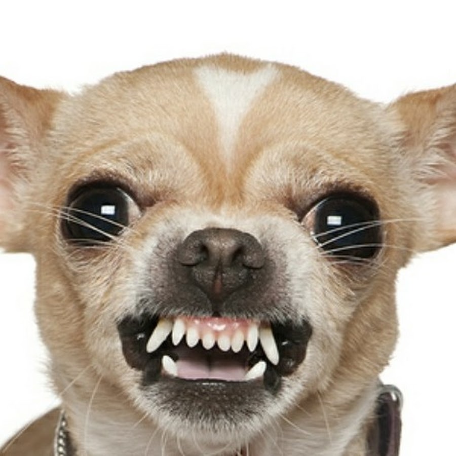 Hold Your Own Nuts!! YouTube