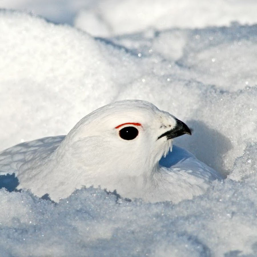 Какие птицы ночуют в снегу. Белая куропатка в Арктике. Куропатка Арктика. Белая куропатка зимой. Стая белых куропаток.