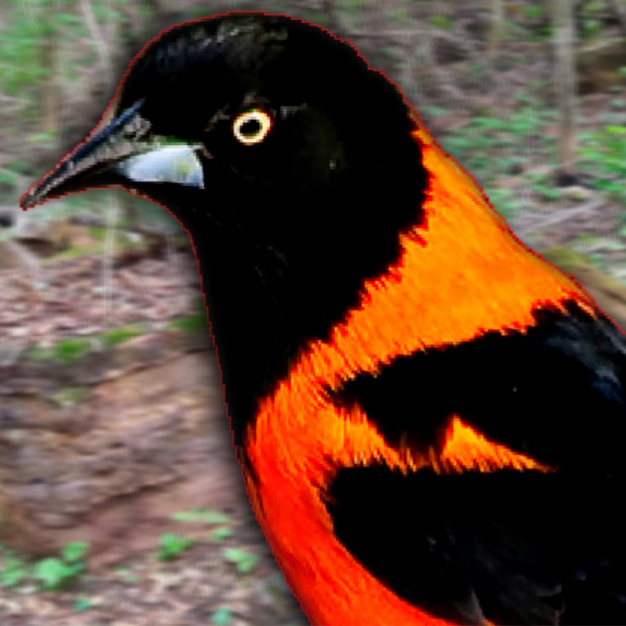 CANTOS DE AVES YouTube