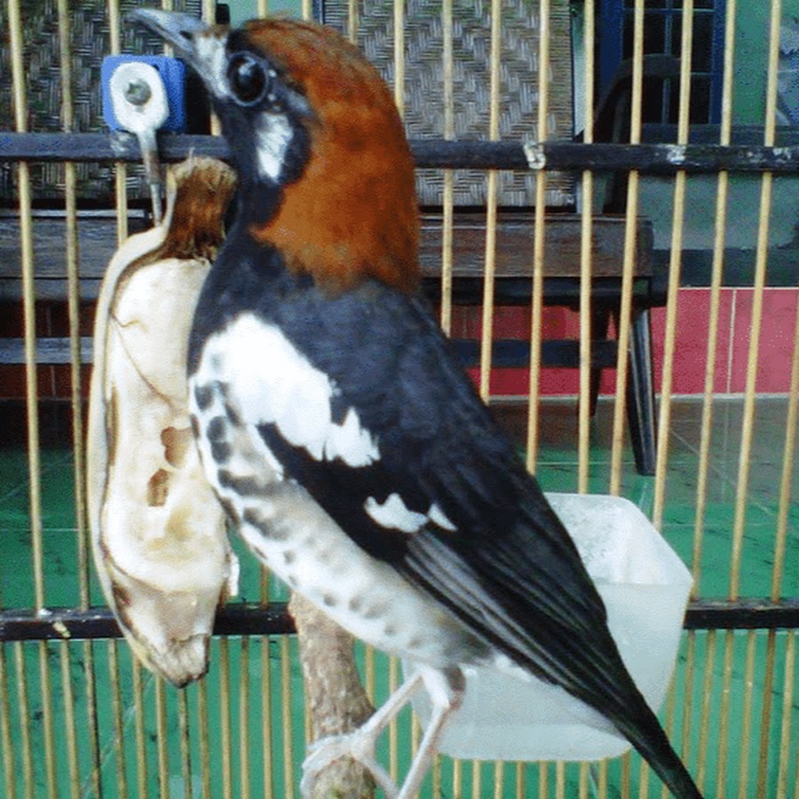 Aneka Kicau Burung 