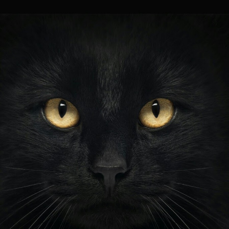Лицо черного кота