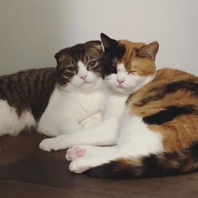 tekuteku_pekomi�Ƥ��Ƥ��ڤ��� YouTube