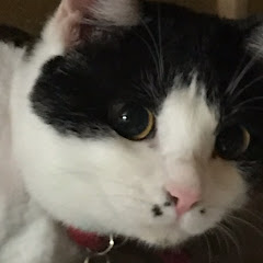 蜂に刺されるはち 猫