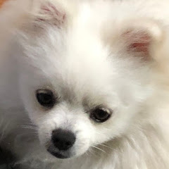 しょうチャンネル