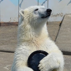 さけくま