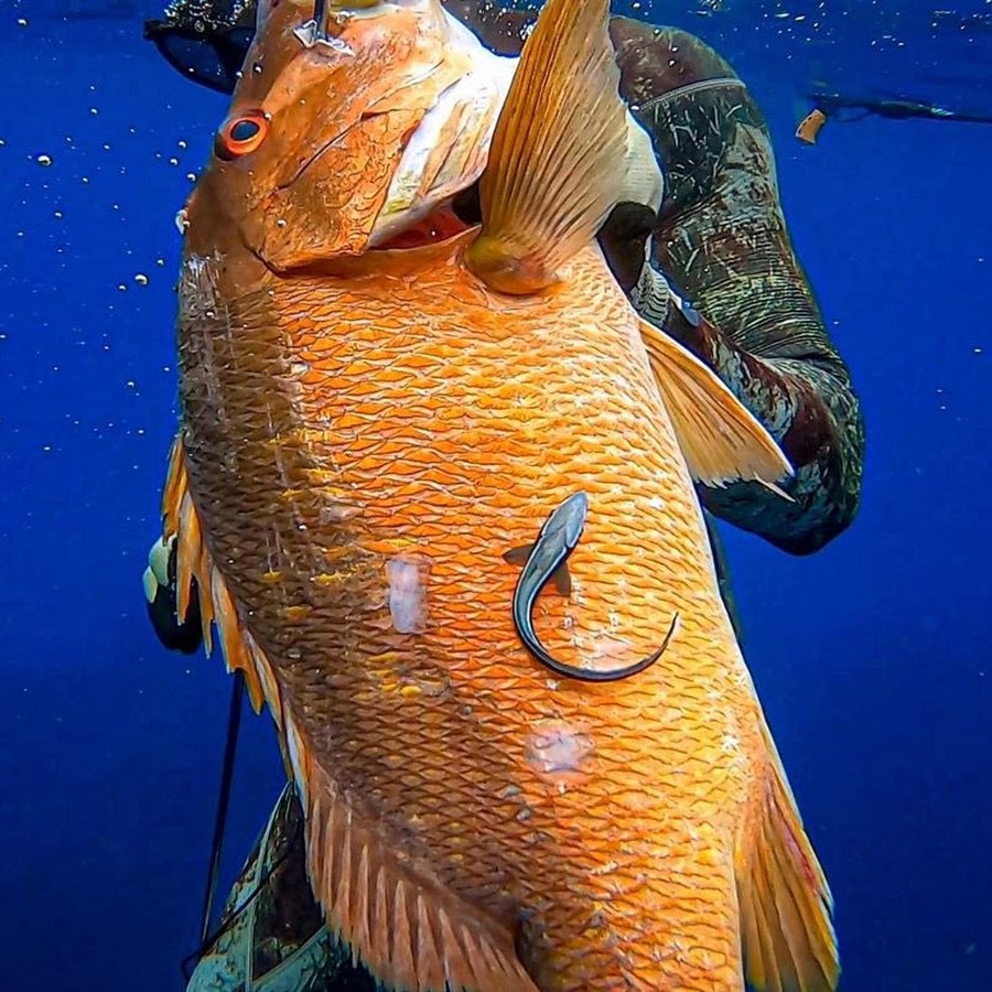 Spearfishing Jamaica - YouTube