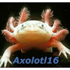 Axolotl16