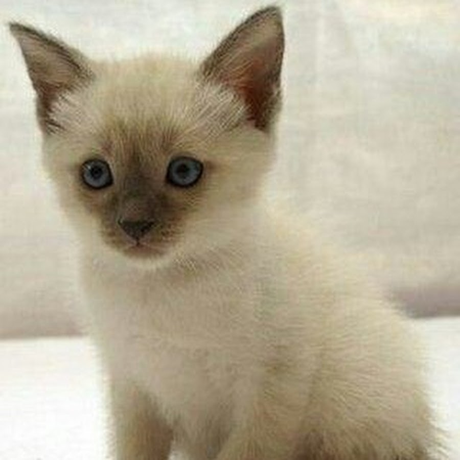 Сиамский котенок 3 месяца. Сиамский котенок 3 месяца. Сиамская кошка. Сиамские котята 2 месяца. Сиамский котенок 2 месяца.