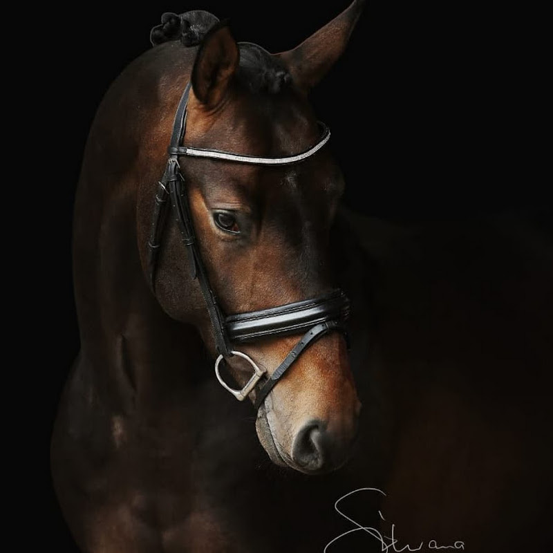 лошадь 7 лет. лошадь 7 лет. лошади кобылы задом. лошадь на соревнованиях. лошадь 7 лет.