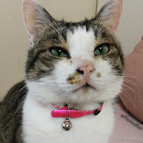 channel�ץ�� YouTube