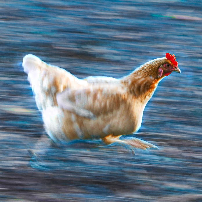 slidan.mp4 Net Worth & Earnings (2025)