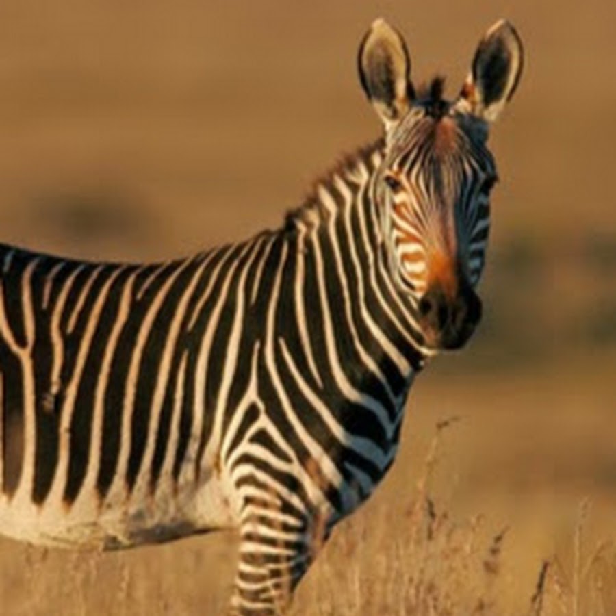 A Real Zebra - YouTube