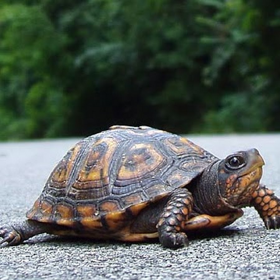 ROBOT TURTLE - YouTube