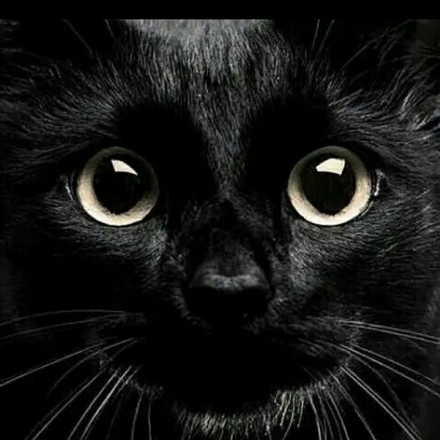 Аватар черный кот. Черный кот аватар. Черный кот на аву. Кошечка черная. Черный котик на аву.