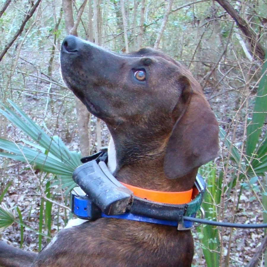 East Texas Squirrel Dog Association - YouTube