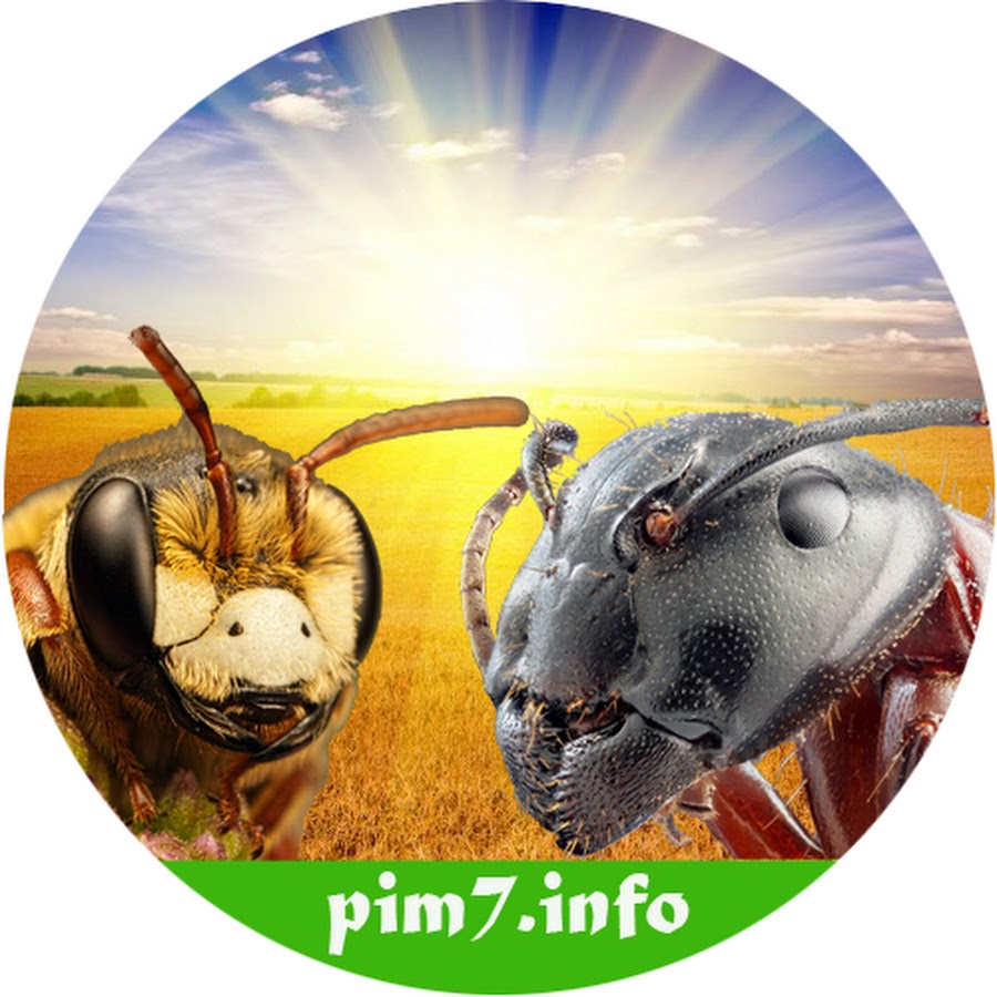 муха жужелица. таракан путешественник. скажи букашку. разновидности насекомых для детей.