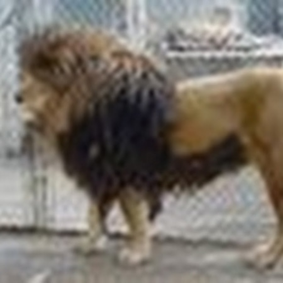 Берберийский лев фото отличия от обычного BigCatVsOtherAnimals - YouTube