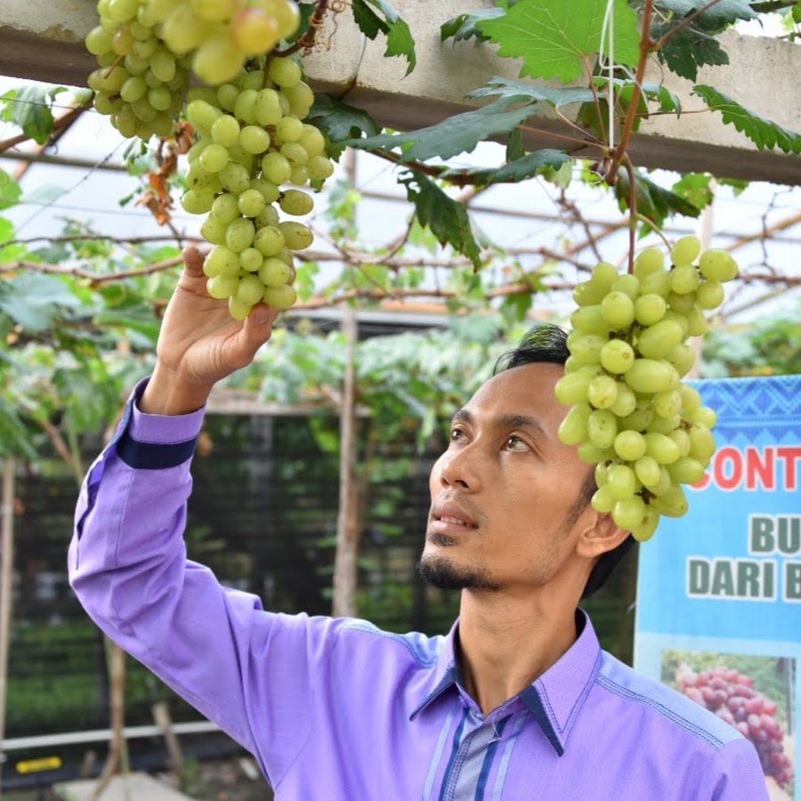 Budidaya Anggur HANI GRAPE Bengkalis: Zulhelmi SHI 