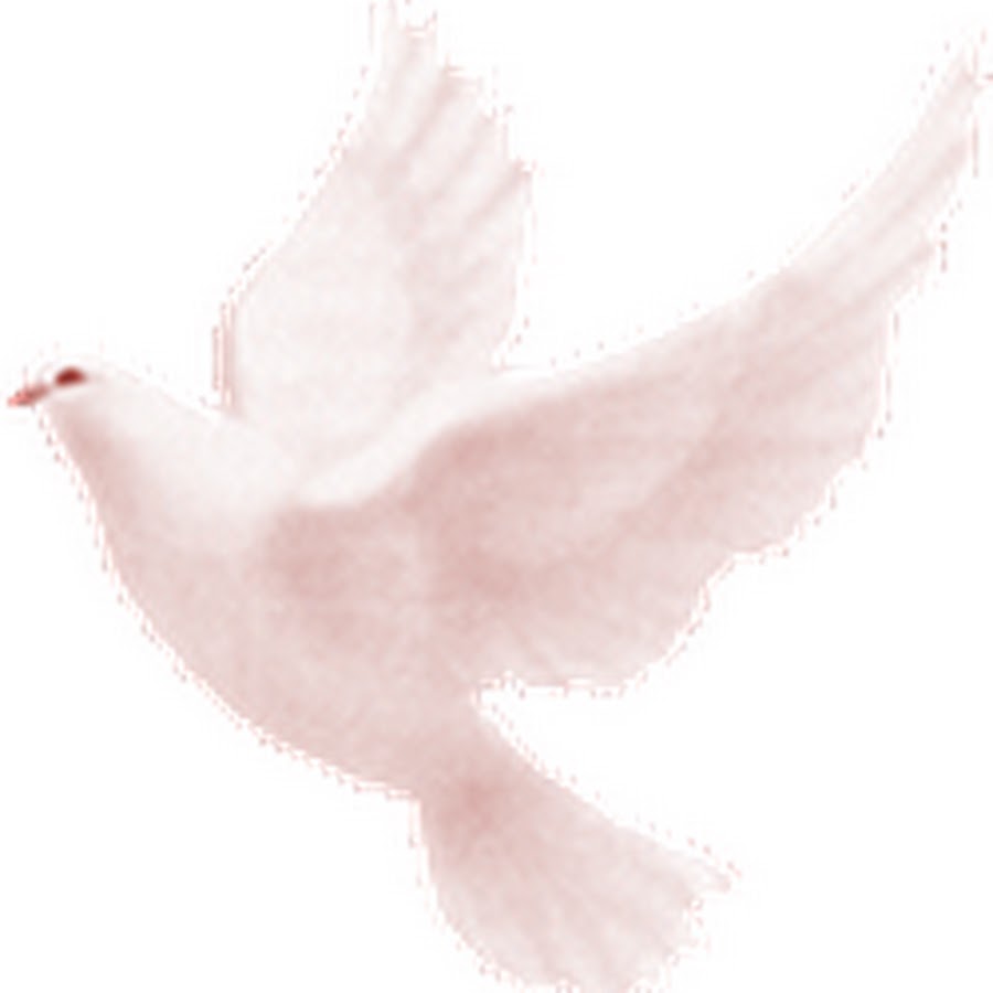 Анимашки голубь на прозрачном фоне. Анимации голубей. Голубь гифка. Красивые голуби. Голуби анимация на прозрачном фоне.