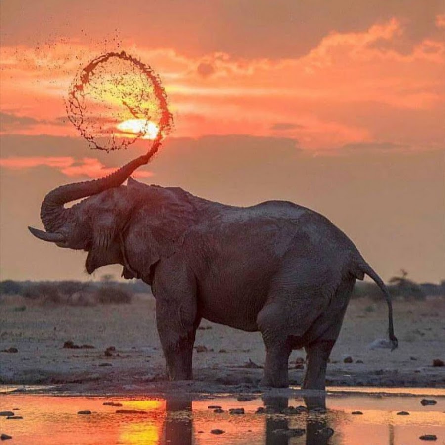 King Animals - YouTube