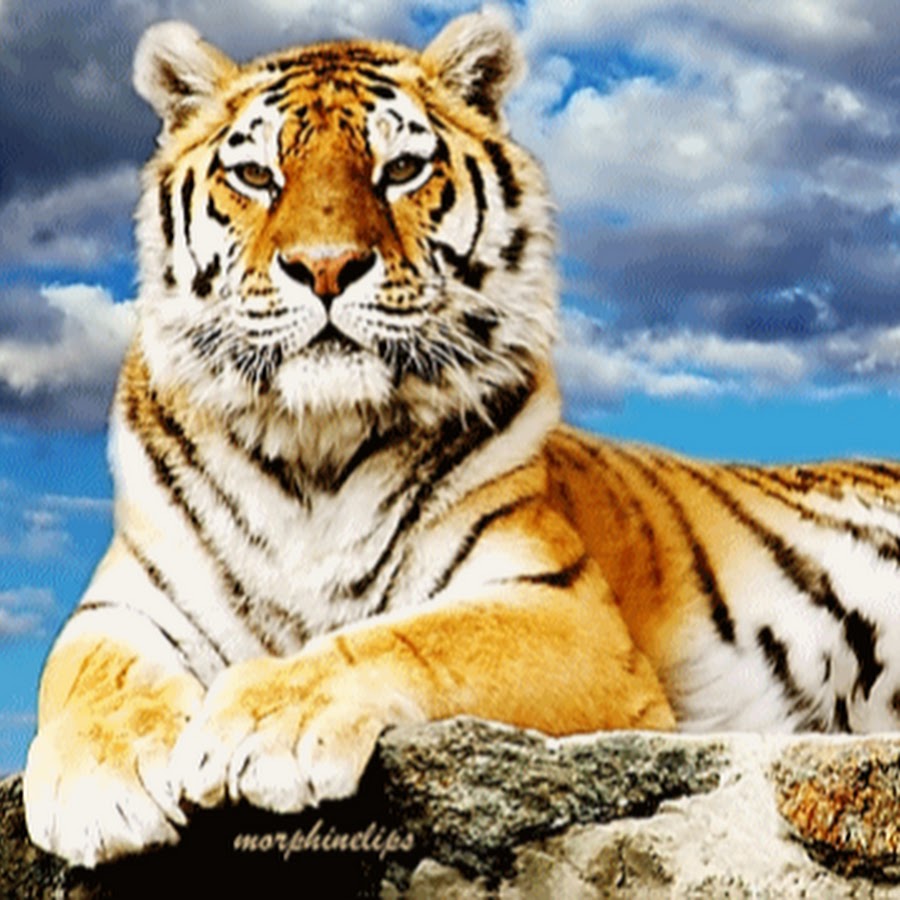 Алмазная живопись 40*50 тигр