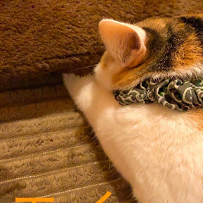 Rumia/�롼�ߥ� YouTube