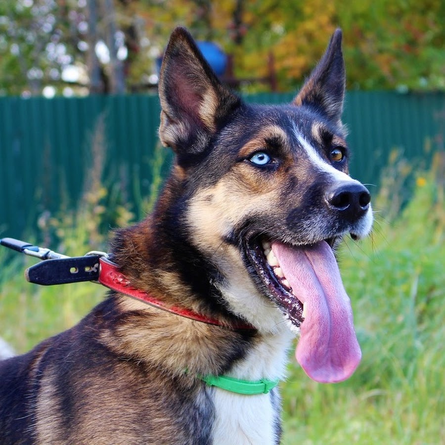 Hund Adoption och Omplacering YouTube