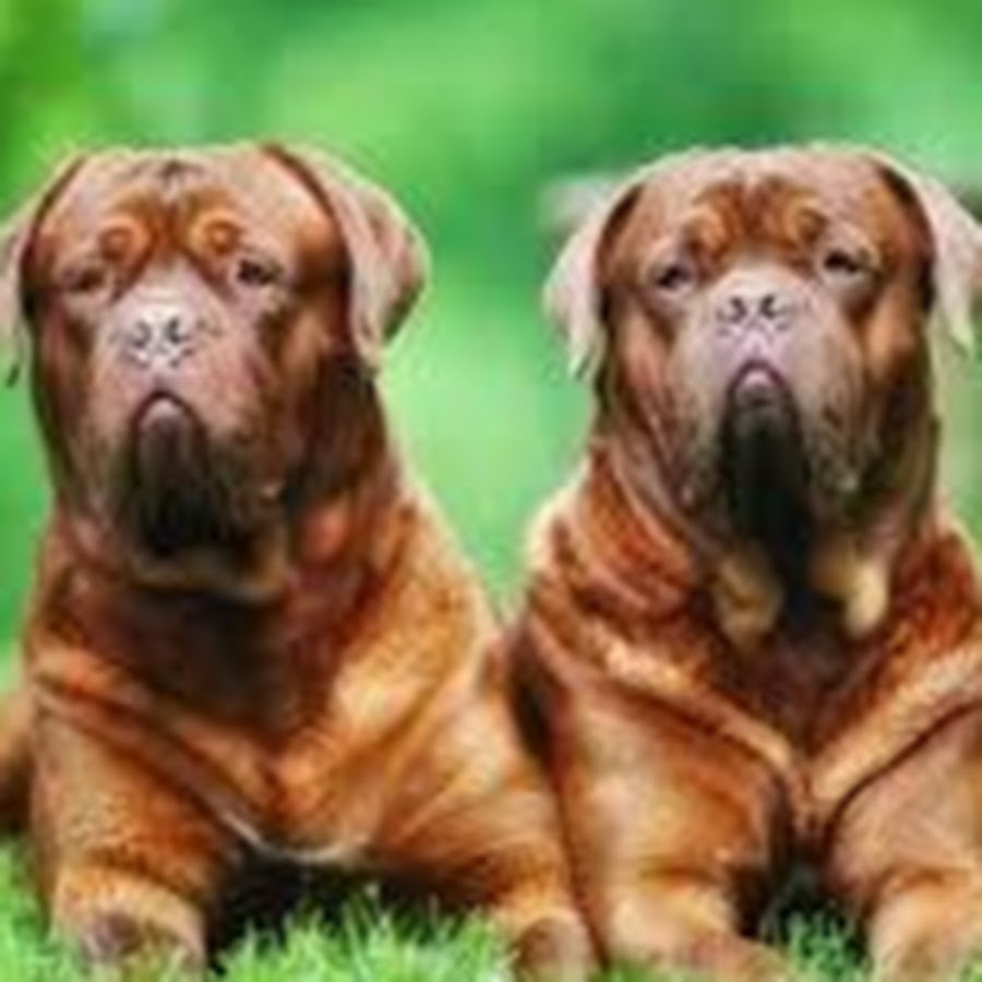 Собака 40 лет. Популярные породы собак. Элитные породы собак. Большие собаки. Самые популярные породы собак.