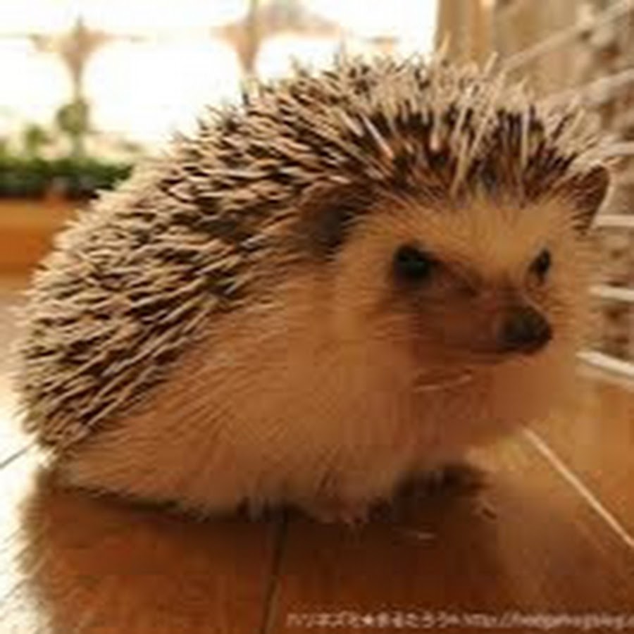 Информация про ёжика. Африканский карликовый ежик. Интересные факты о ежиках для детей. Рсссказпро ёжика для детей. Ежик ежик сколько времени.