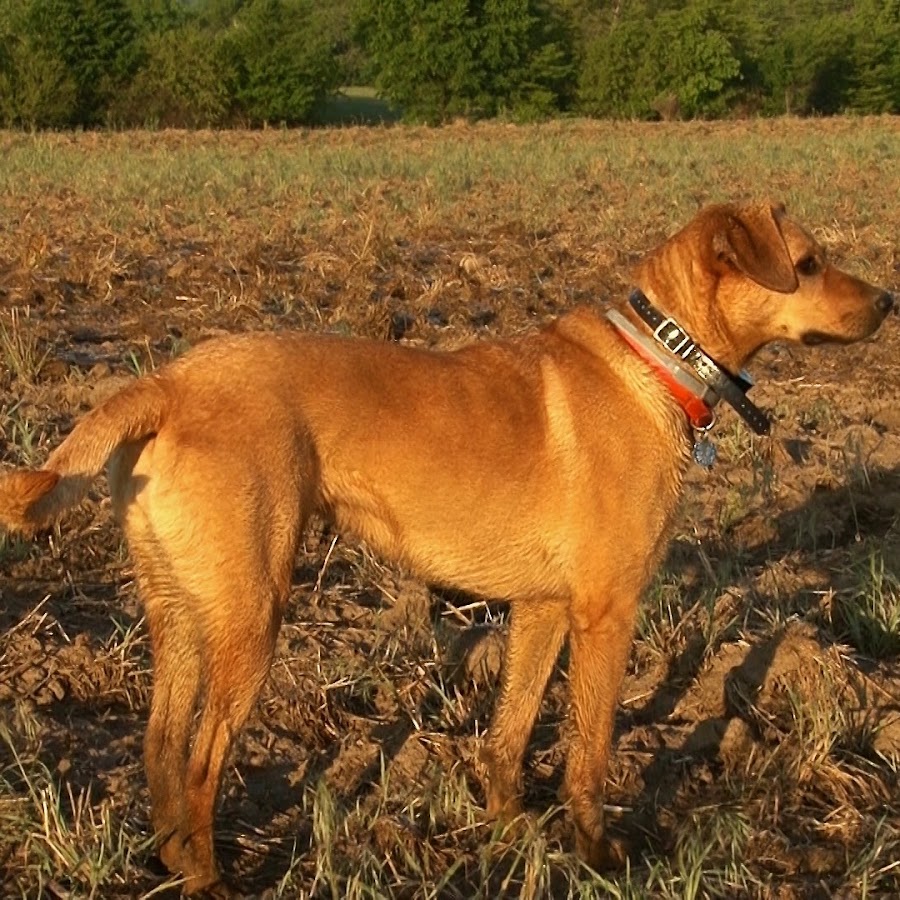 Dog Hog Outdoors coyote hunting - YouTube