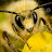 L’abeille QiButine