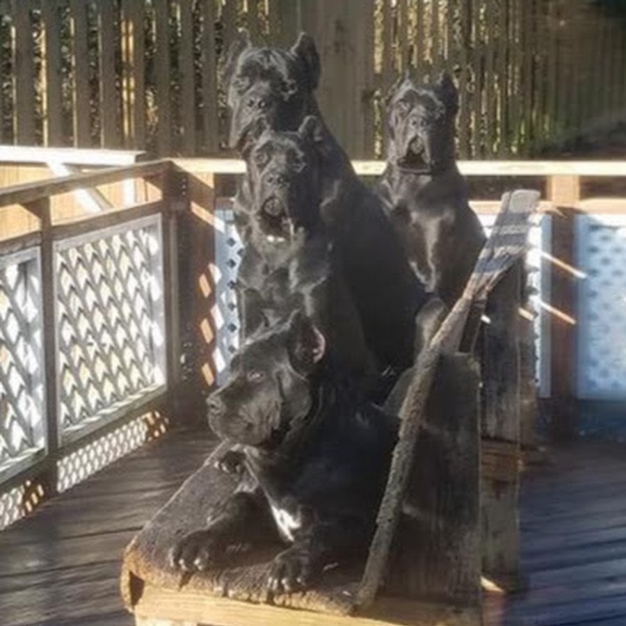 Ivy League Kennel Cane Corso In Maryland Youtube