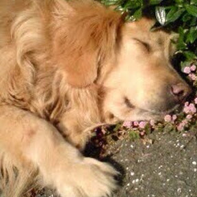 wishwindorch YouTube