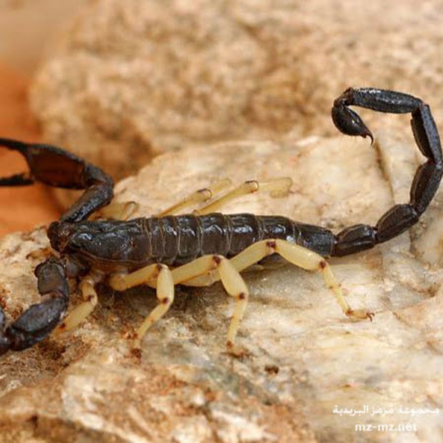 Родственники скорпиона. Heterometrus longimanus. Rhopalurus junceus Скорпион. Скорпион фото. Императорский Скорпион.