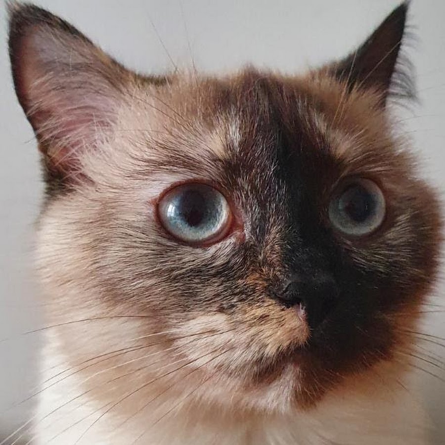 Фанат TOBY FOX - YouTube