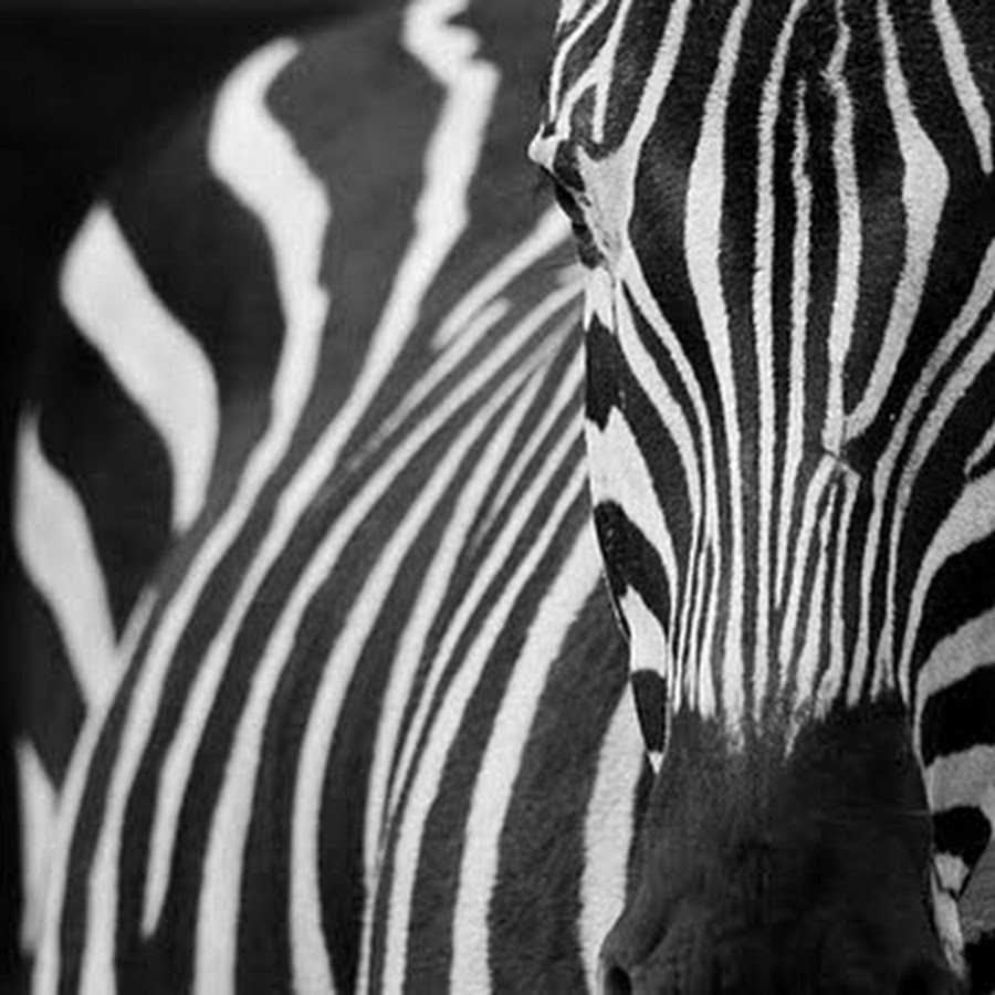 Зебра в клеточку рисунок