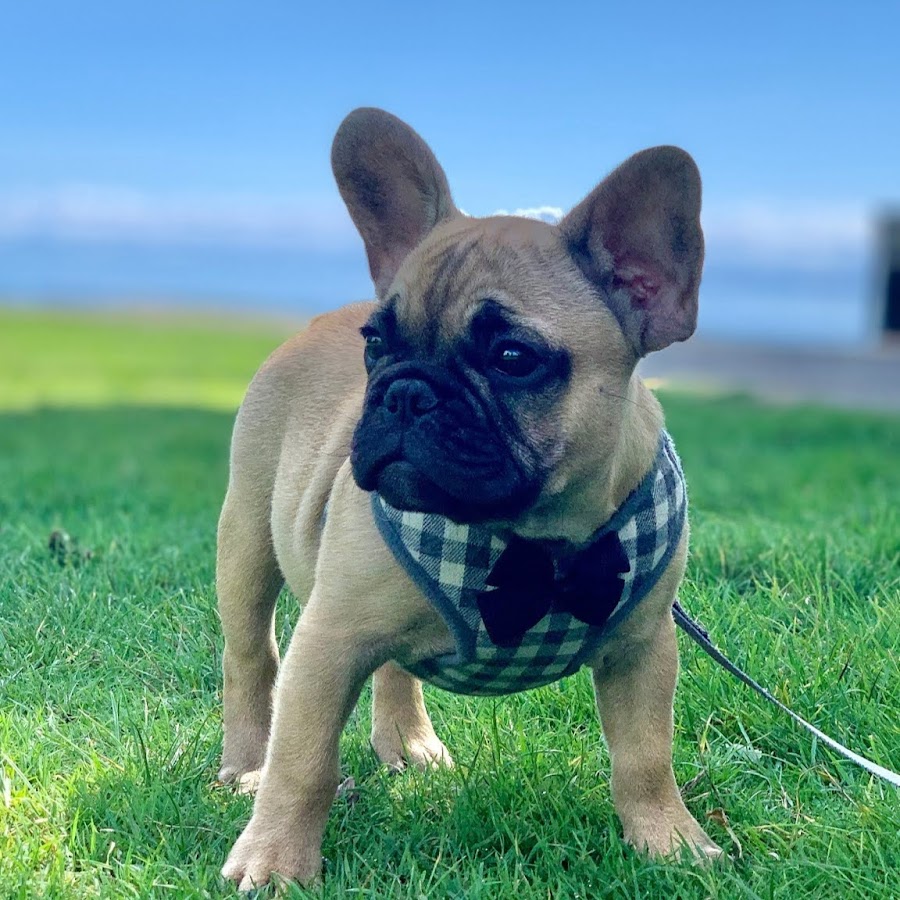 Royal Frenchies YouTube