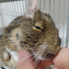 でぐお