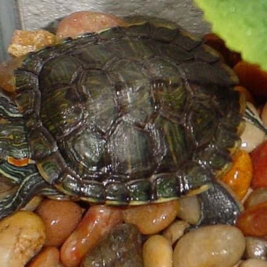 Черепаха красноухая (trachemys scripta) (размер s (до 4 см))
