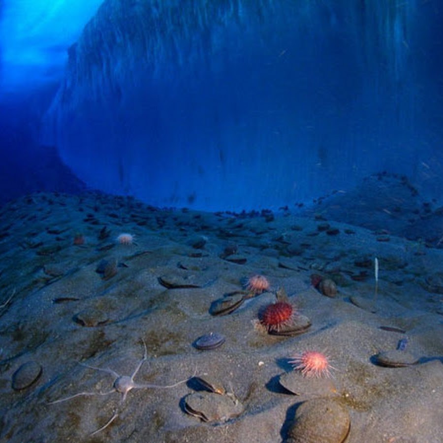 Острова касаются дна океана