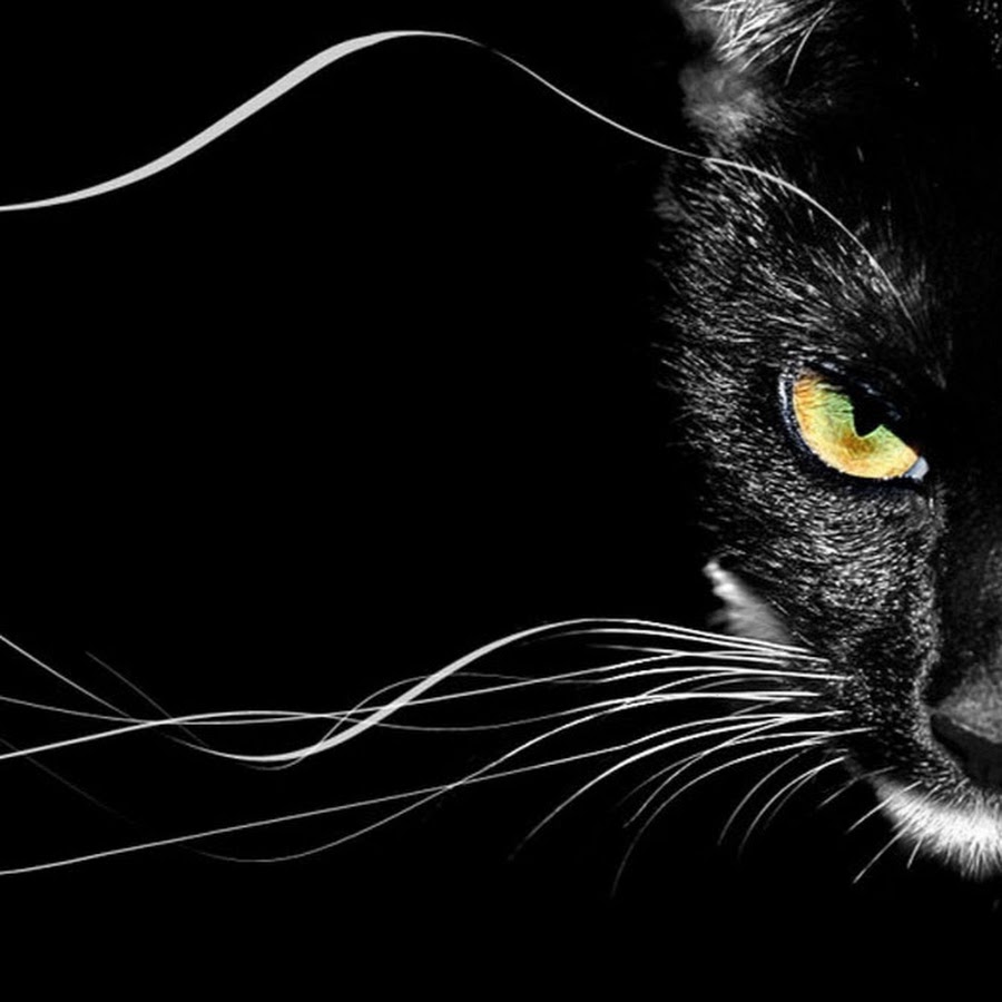 Black Cat Studio YouTube