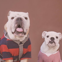 ブルドッグぶるまるチャンネル