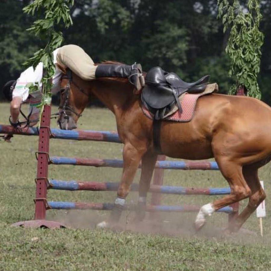 Horse Fails YouTube